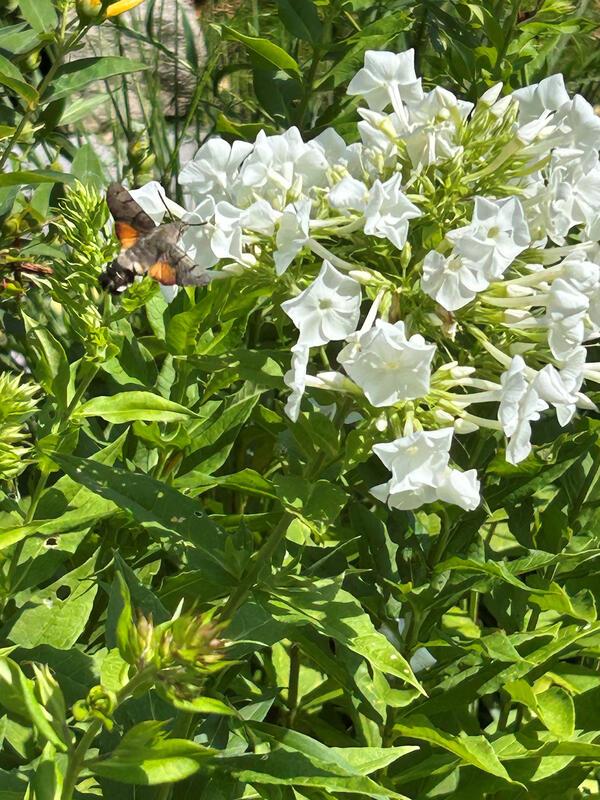 „Dieser Kolibri lebt in Gültstein – ist natürlich ein Taubenschwänzchen“.  Von R...