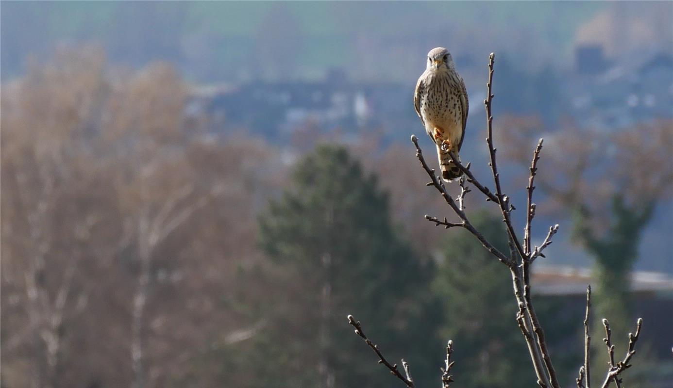 Dieser Turmfalke hat bei Mönchberg sein vermutlich zweites Frühstück im Blick. E...