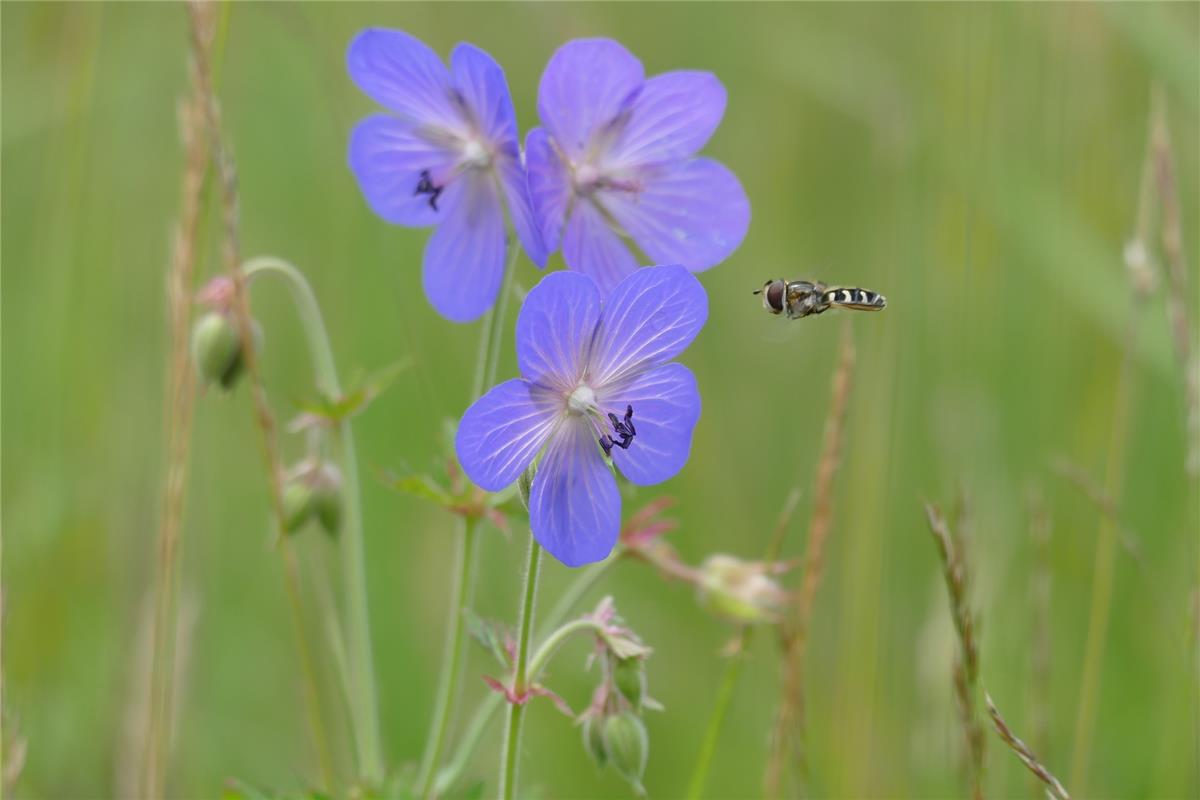 Dieser Wiesenstorchschnabel mit Schwebfliege kam Eckbert Kaiser in Hailfingen vo...