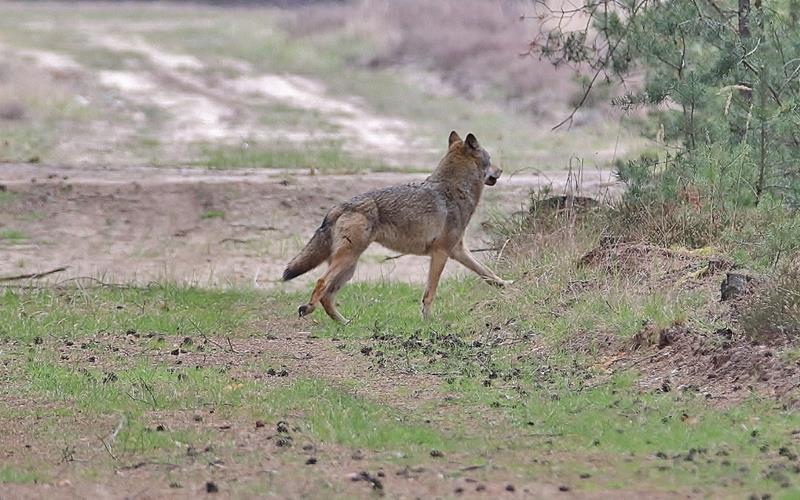 Dieser Wolf ist in der Lausitz bei Weißwasser unterwegs. Die Wildtiere kommen wieder vor in den deutschen Wäldern. Und sie legen weite Strecken zurück. Woher der Ergenzinger Wolf wohl kommt – falls es ihn überhaupt gibt?GB-Foto: Mario Fürstenberg