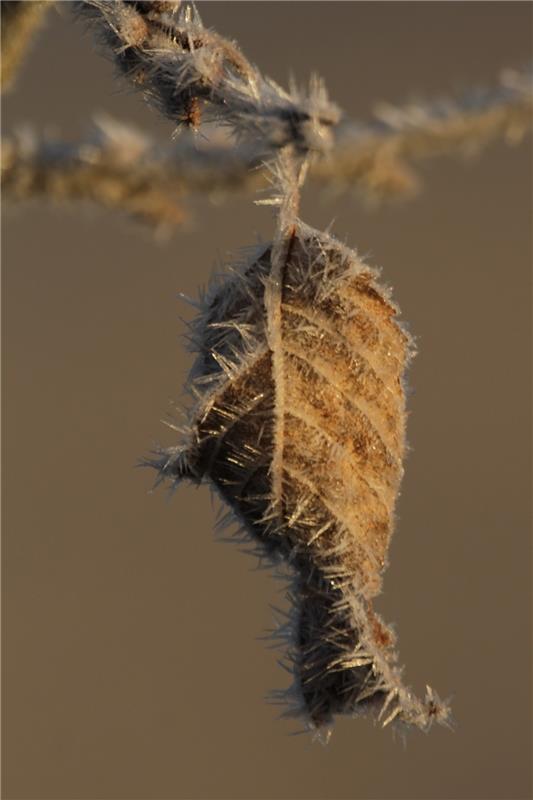 Dieses Blatt mit Frostnadeln lichtete Birgit Schäberle im Gültsteiner Gewann Ste...