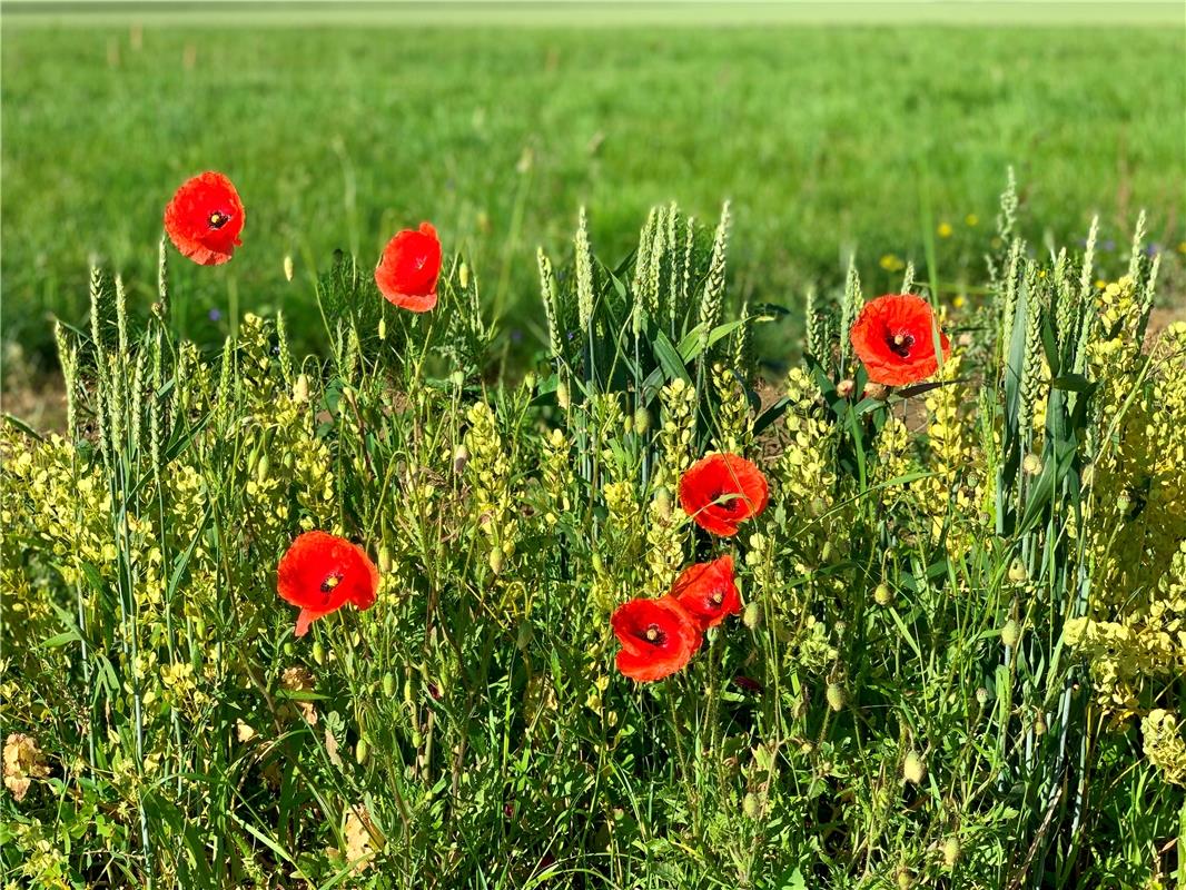 Dieses Feld hat Minya Rollinson zwischen Öschelbronn und Jettingen abgelichtet. 