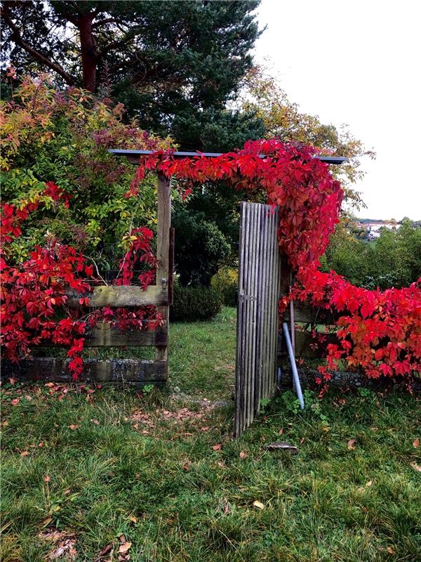 Dieses Gartentor in den Herbstfarben sendet Eckbert Kaiser aus Hailfingen ein. 