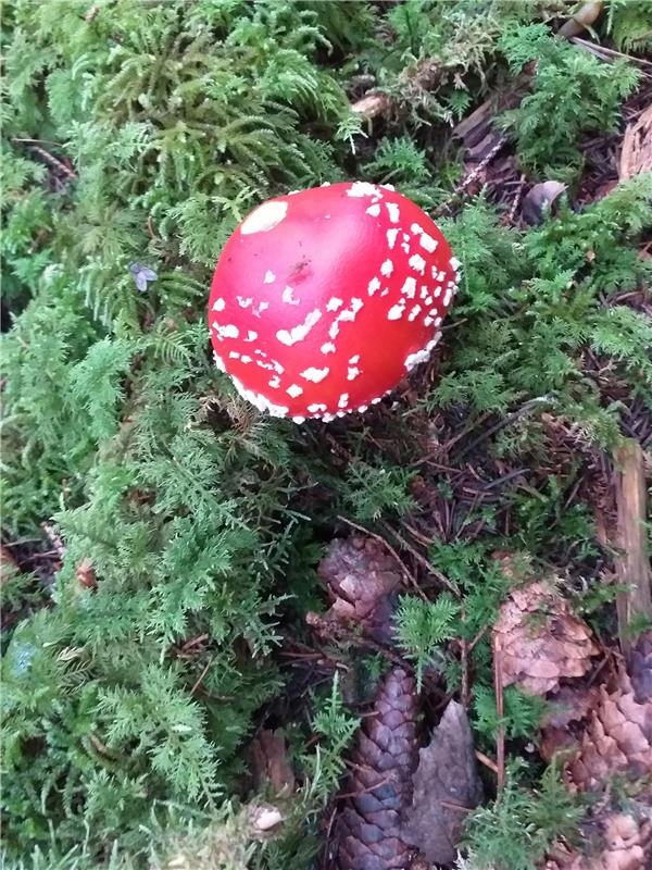 Dieses Männlein im Walde hat die Bondorferin Sigrid Schmid im Bernloch bei Bondo...