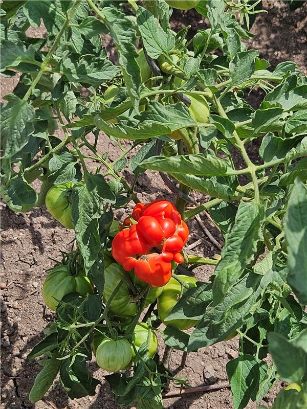 Dieses lustige Tomaten-Gebilde hing im Garten meiner Oma. Von Monika Charlier au...