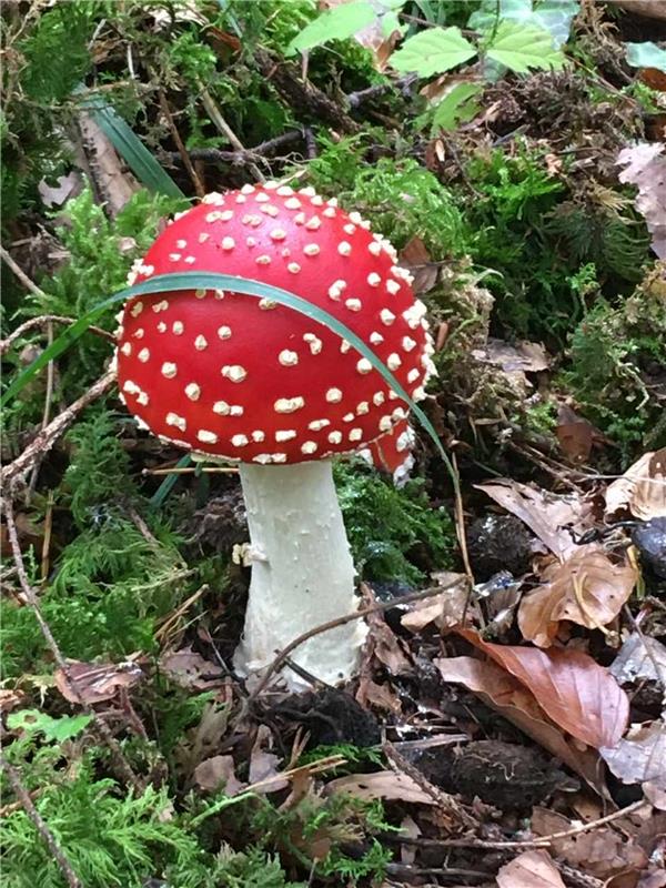 Direkt am Wegesrand im Oberjesingener Wald stieß Brigitta Kamann aus Kuppingen a...