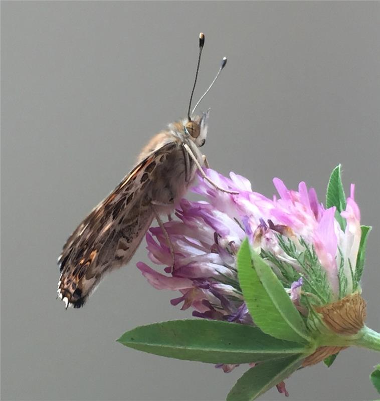 Distelfalter im Portrait, hochgeladen von Cornekia Rinkert aus Mönchberg.