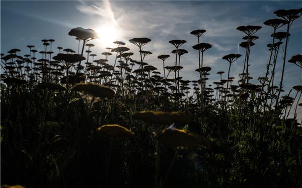 Dramatische Abendstimmung auf dem Kreisverkehr (gesehen bei Kuppingen) GB-Foto: Vecsey