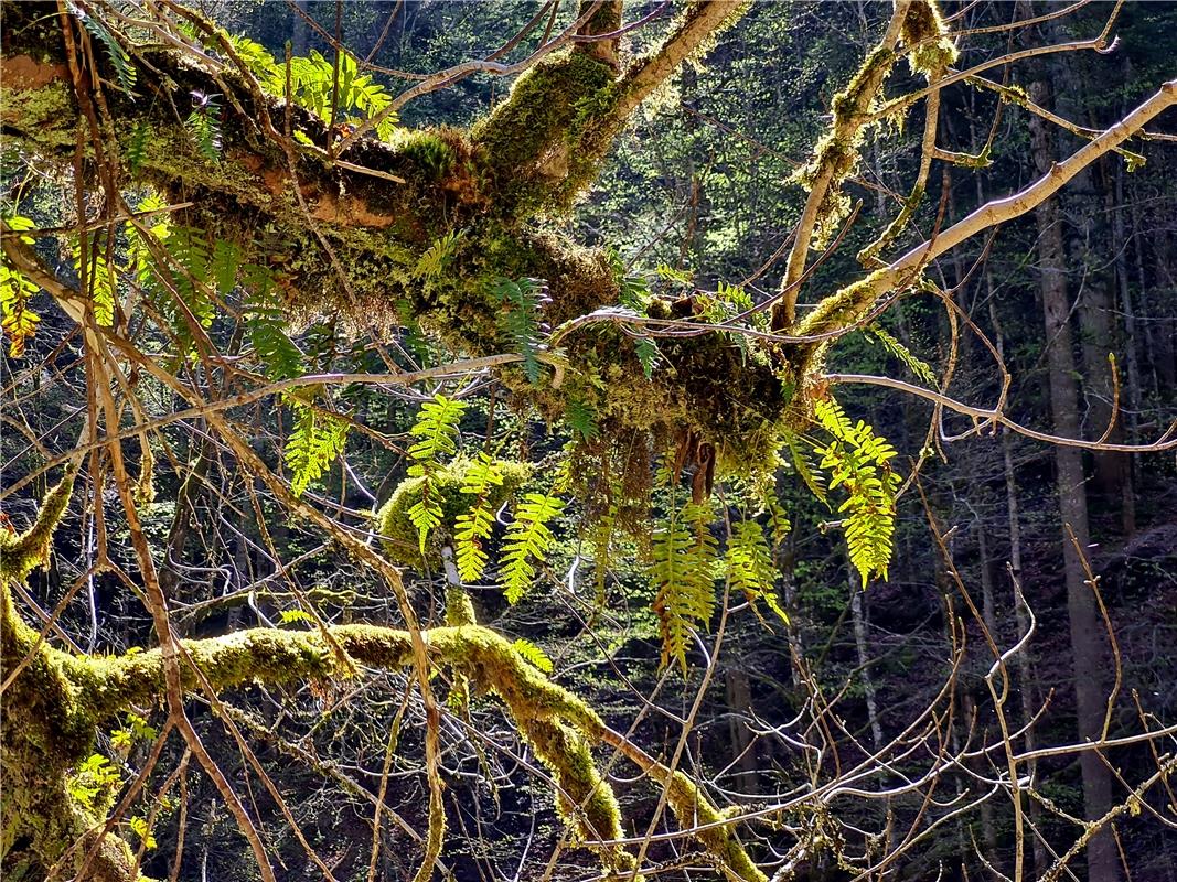 Dschungel in der Breitachklamm. Von Gundula Kleinert aus Herrenberg.