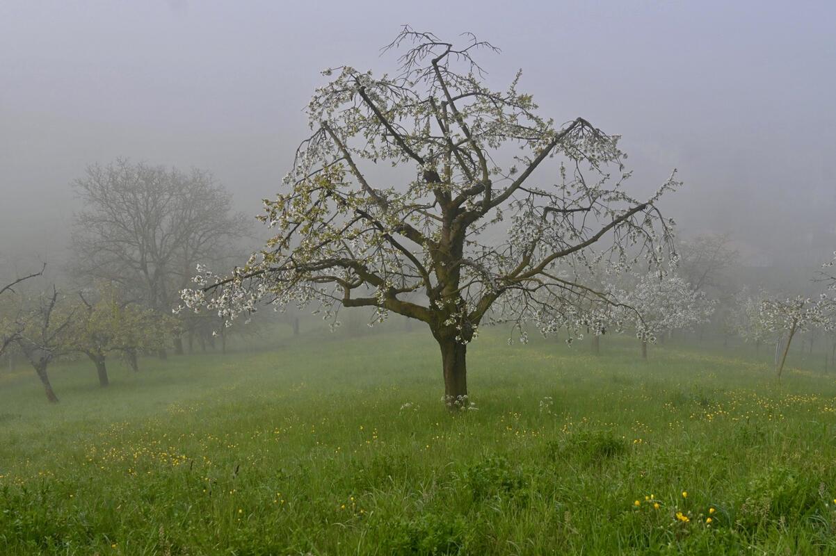 Durch den morgendlichen Nebel leuchten die Blüten der Bäume nicht so schön.  Von...