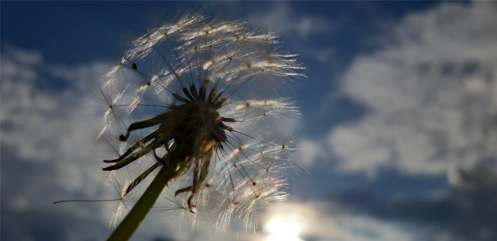 Durch die (Puste-) Blume betrachtet... Von Christine Lutz aus Herrenberg-Gültste...