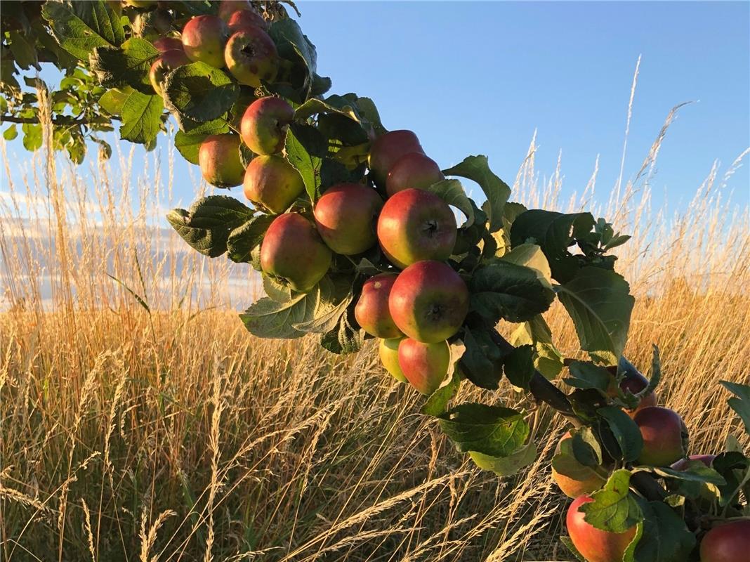 EIN Apfel fällt nicht weit vom Stamm ! Des Volkes Mund kennt diesen Spruch. Doch...