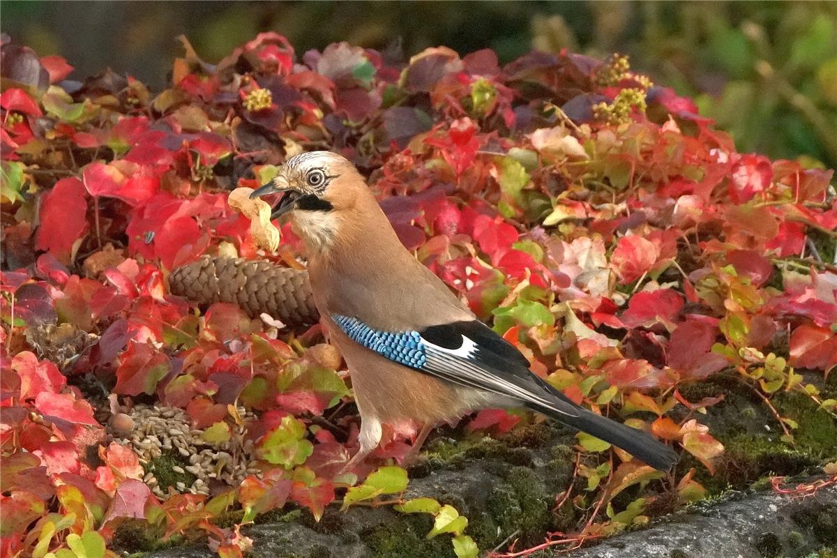 Eichelhäher als Farbtupfer im bunten Herbstlaub. Von Sieghard Gillich aus Bondor...