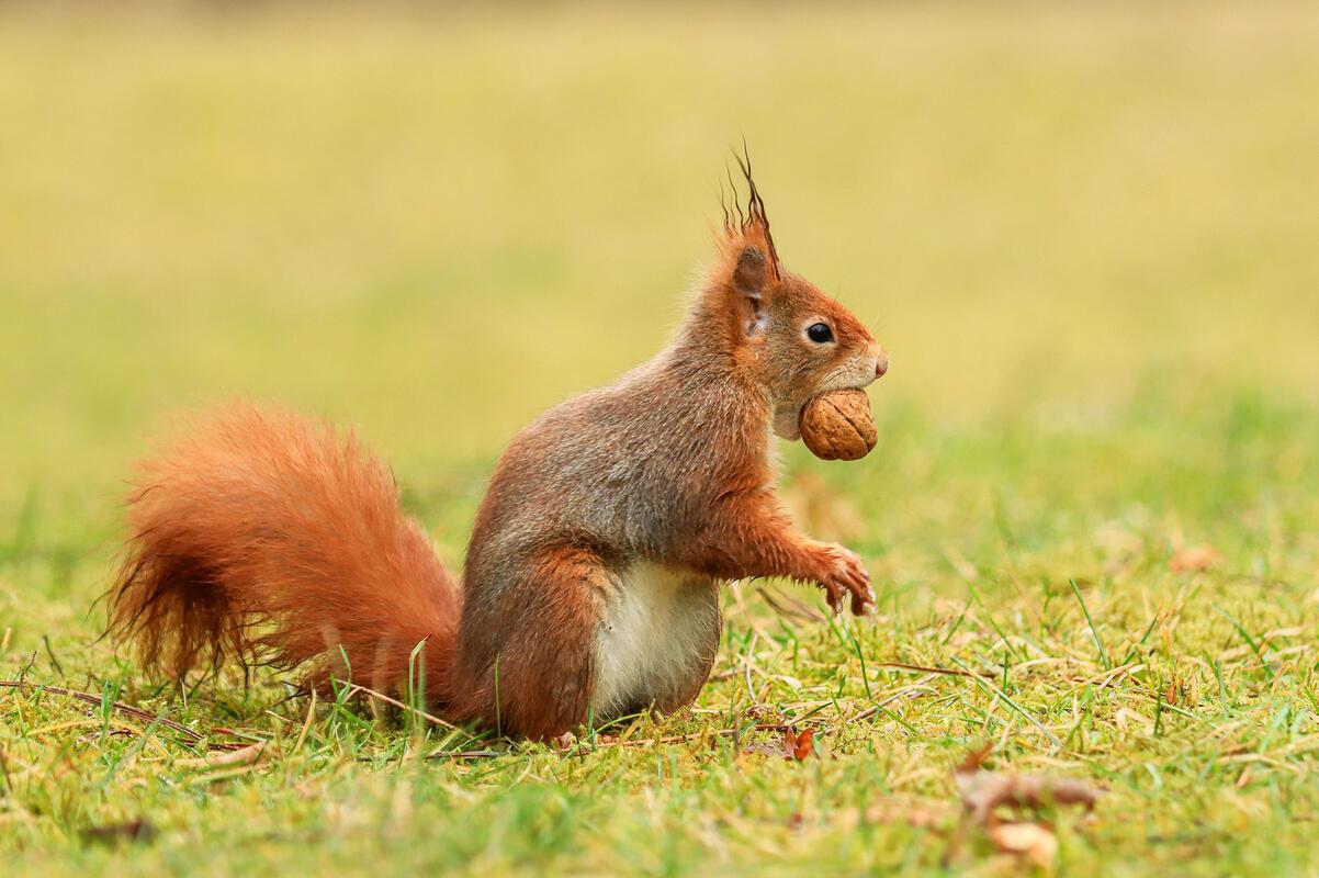 Eichhörnchen.  Von Natalie Politz aus Hildrizhausen.