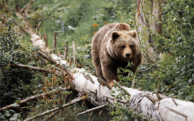 „Gäubote“-Familien-Tour: Wildtiere unterwegs in großem Waldgebiet erleben