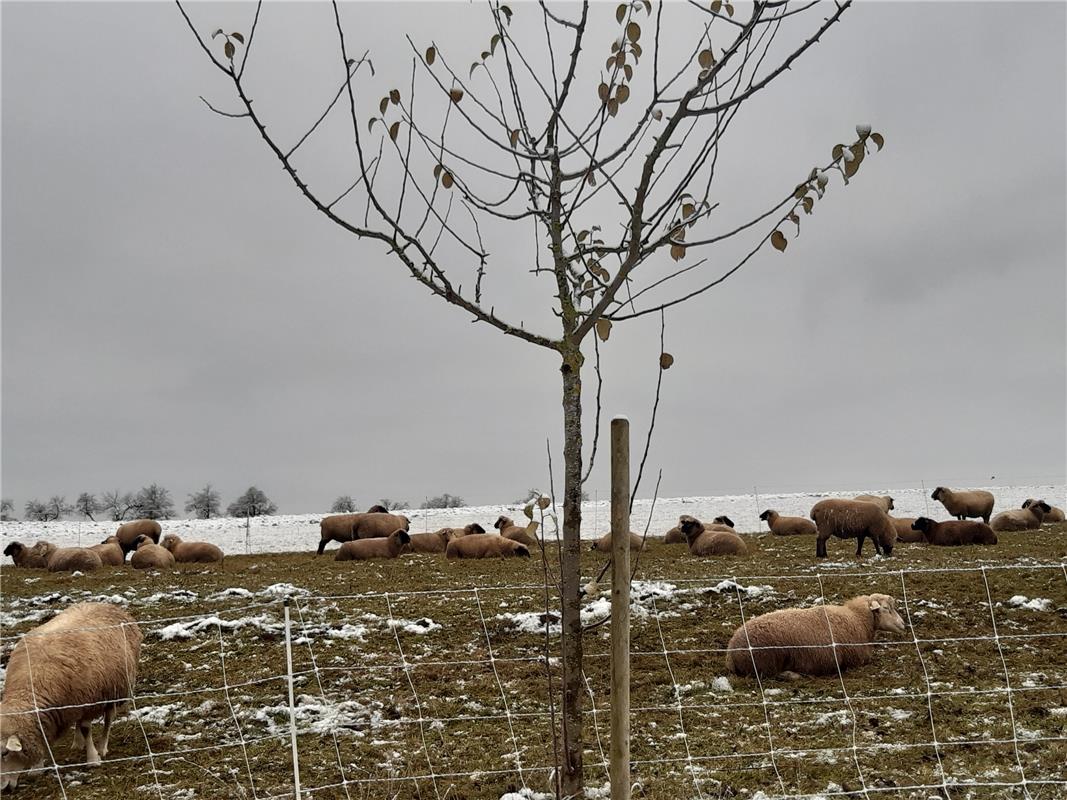 Ein Baum der noch grüne Blätter hat, fotografiert  in Kuppingen von Maria Weisse