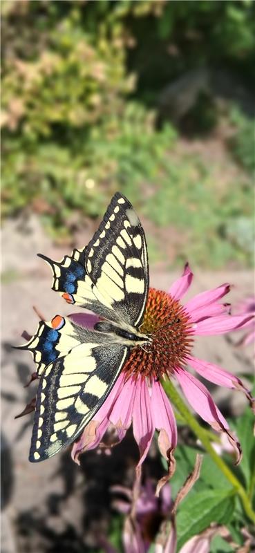Ein Besuch von einem wunderschönen Schwalbenschwanz in unserem Garten.  Von Till...