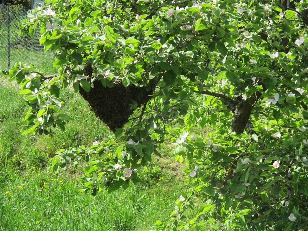 Ein Bienenvolk hat sich im Quittenbaum von Annemarie Kegreiß in der Kirchhalde i...