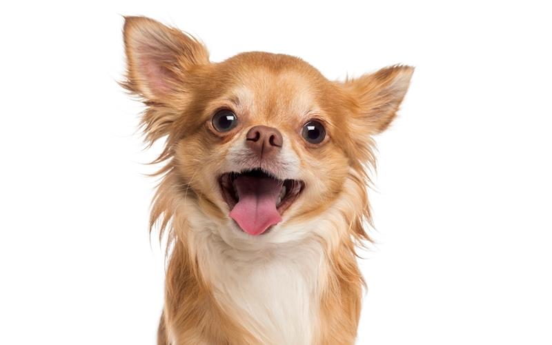 Vor Supermarkt in Böblingen angeleint: Unbekannte stehlen Chihuahua Ein Chihuahua GB-Foto/Symbolbild: Eric Isselée - stock.adobe.com