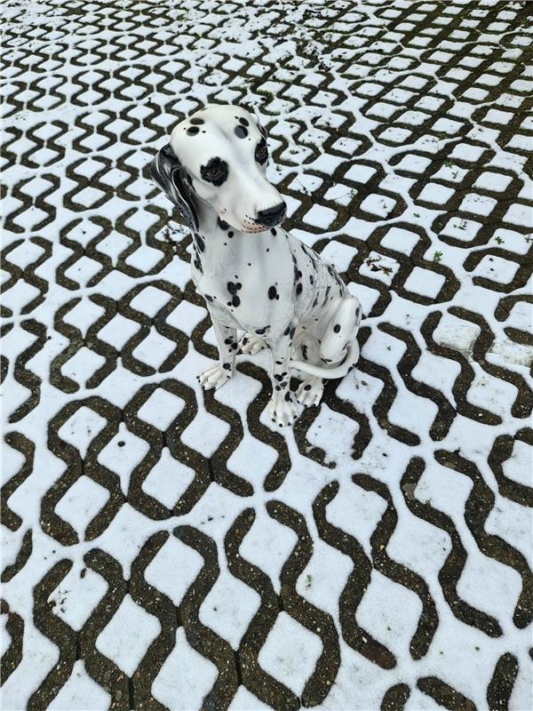 Ein Dalmatiner im Schnee, hochgealden von Günter Spannagl aus Herrenberg.