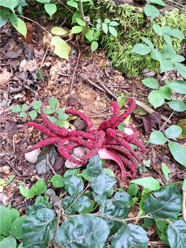 Ein Exot im Nebringer Wald. Tintenfischpilz mit unerfreulichem Geruch. Von Danie...