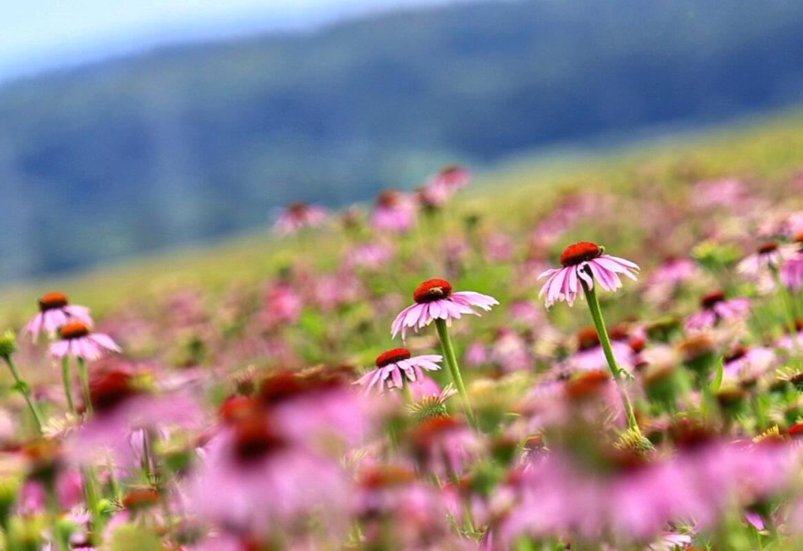 Ein Feld, mit Purpur-Sonnenhut gefüllt, sieht wunderschön aus ...  Von Natalie P...