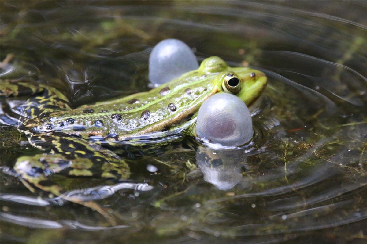 Ein Froschkonzert in der "Badwette" beim Mönchberger Sportplatz bekam Peter Ruth...