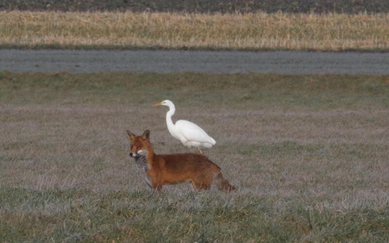 Ein Fuchs (hier in freier Wildbahn nahe Rohrau): „Ich habe geschossen, aber nicht getroffen.“ GB-Foto (Archiv/Symbolbild): Bäuerle