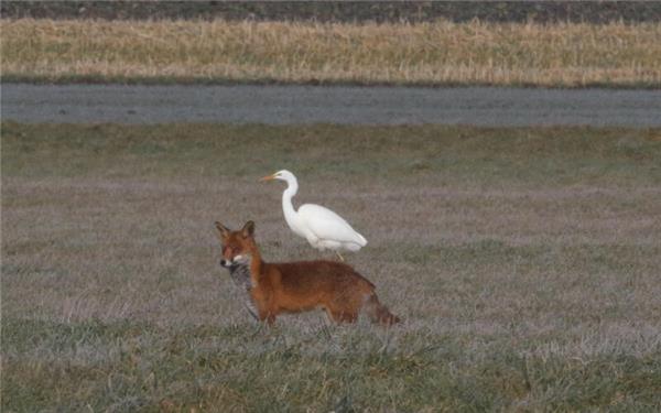 Ein Fuchs (hier in freier Wildbahn nahe Rohrau): „Ich habe geschossen, aber nicht getroffen.“ GB-Foto (Archiv/Symbolbild): Bäuerle