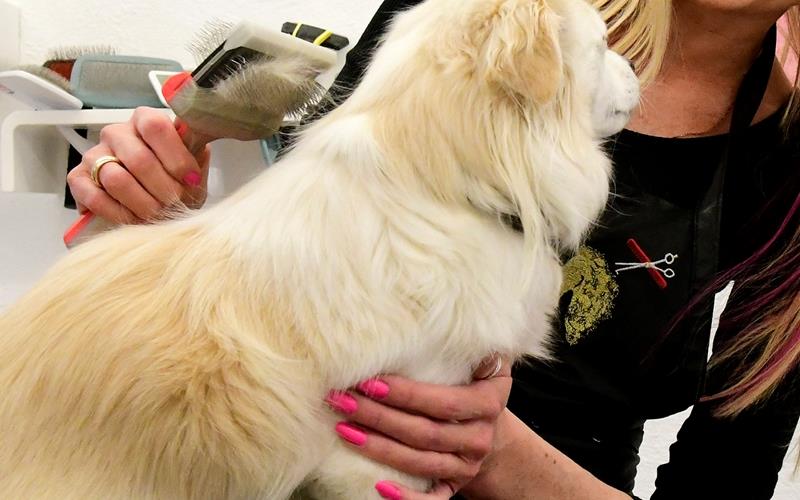 Gaunerpärchen sucht Hundefriseur in Herrenberg heim Ein Gaunerpärchen klaut im HundesalonGB-Foto (Symbolbild/Archiv): gb