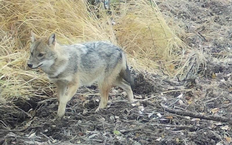 Erster Goldschakal im Landkreis Böblingen gesichtet