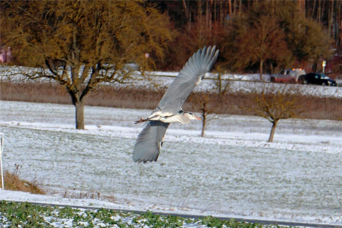 Ein Graureiher im Landeanflug, von Martin Allgeier in Affstätt gesehen. 