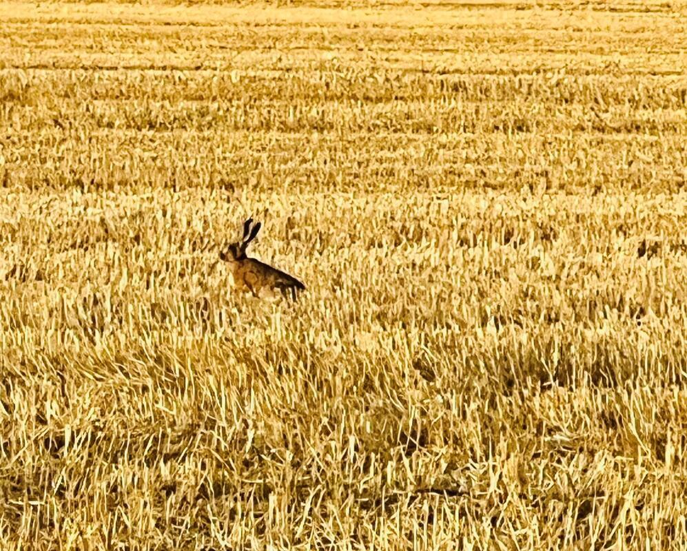 Ein Has im Kornfeld. Von Carmen Koebe aus Nufringen.