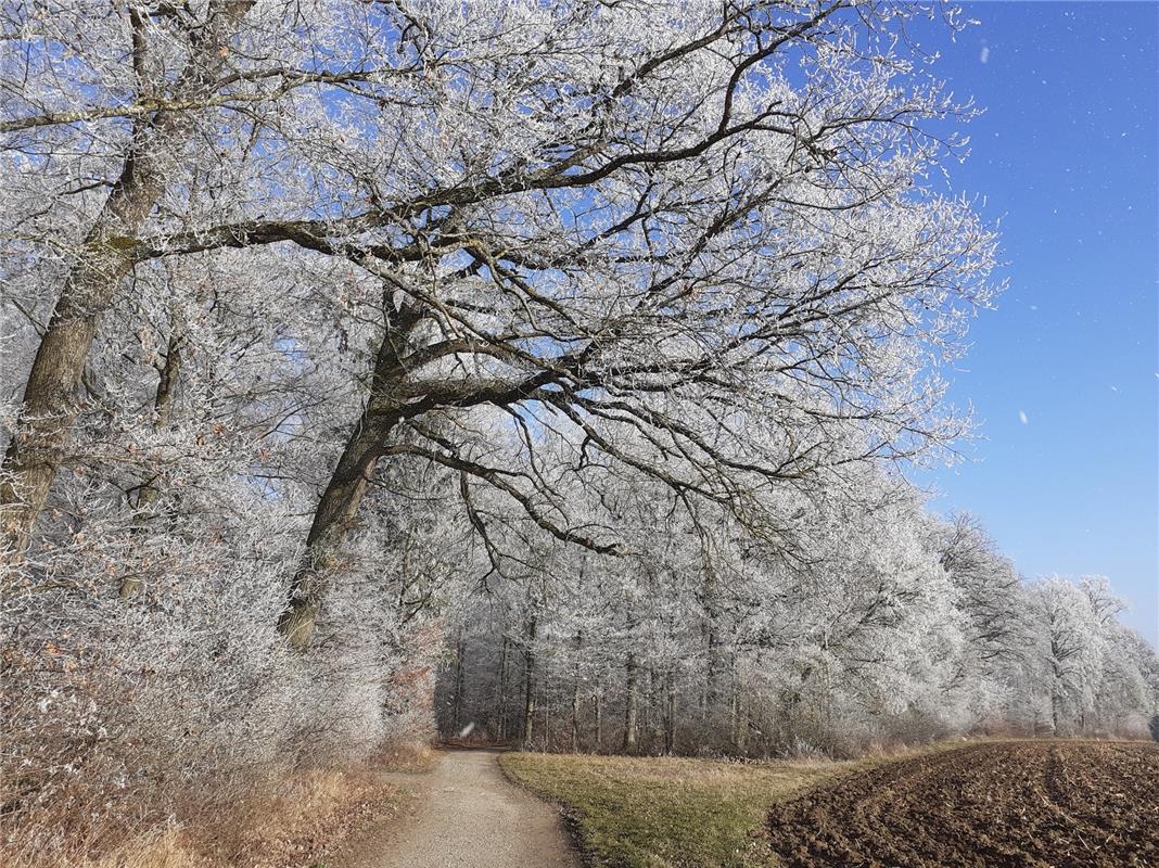 "Ein Hauch von Winter. Die Kälte und der Nebel verzuckern den Wald", sagt die Ha...