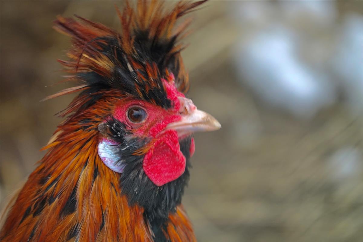 Ein Huhn mit Coronafrisur - Eckbert Kaiser wurde in Hailfingen darauf aufmerksam