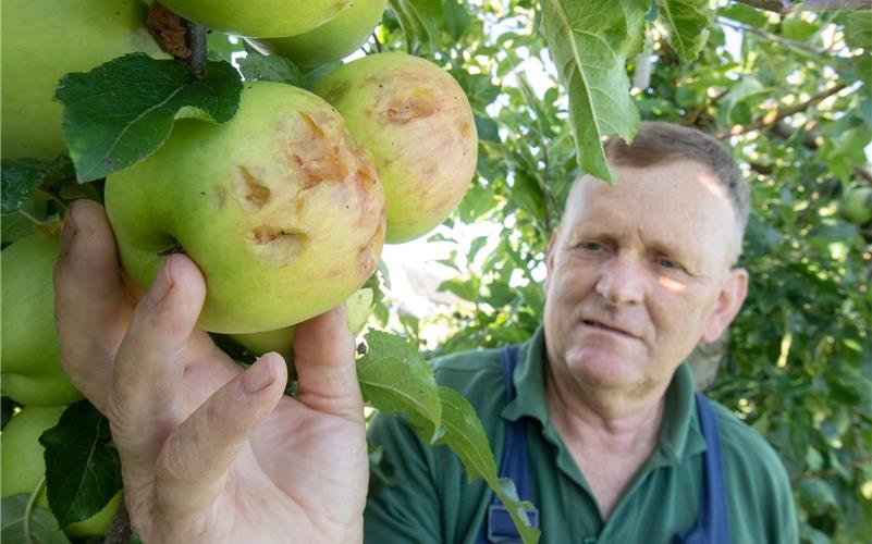 Ein Kratzer reicht und das Obst ist verloren. Viele Früchte von Otto Schäberle haben Hagelschäden erlitten. GB-Foto: Vecsey