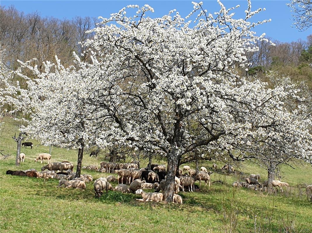 "Ein Meer aus Kirschblüten in Kayh , nützlich auch als Schattenspender. Wundersc...