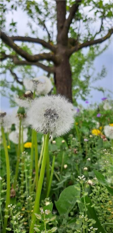 Ein Meer aus Pusteblumen! Das zeichnet den Frühling entlang der Streuobstwiesen ...