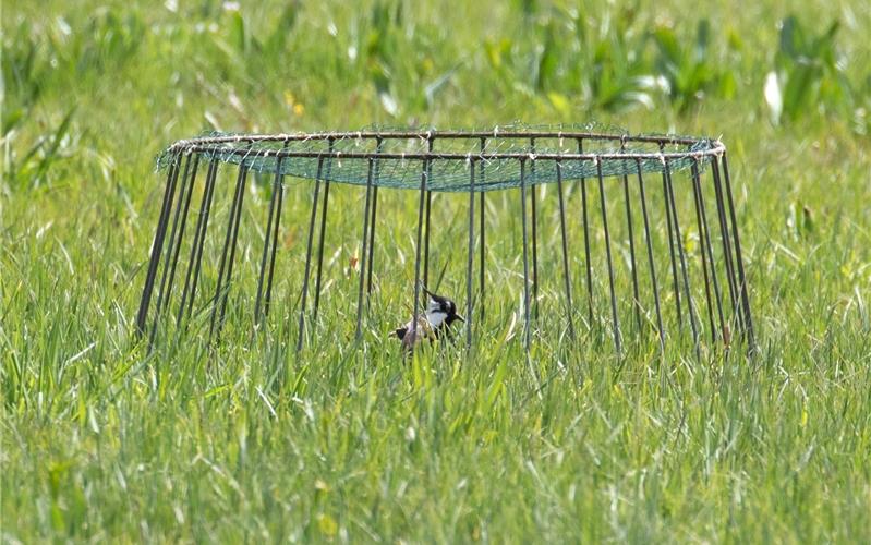 Ein Nestkorb schützt die Kiebitze vor Feinden GB-Fotos: gb