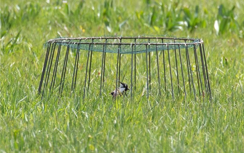 Kiebitz kehrt ins Naturdenkmal zurück Ein Nestkorb schützt die Kiebitze vor Feinden GB-Fotos: gb