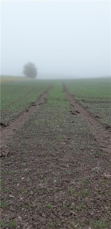 Ein November-Tag wie "aus dem Bilderbuch" : neblig, trüb und kein einziger Sonne...