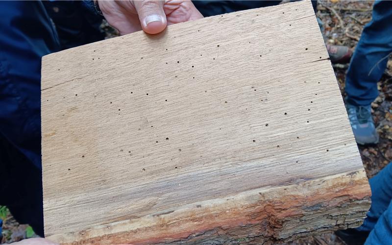 Ein Prachtkäferbefall machte einen zweiten Holzlagerplatz erforderlich. GB-Foto (Archiv): gb