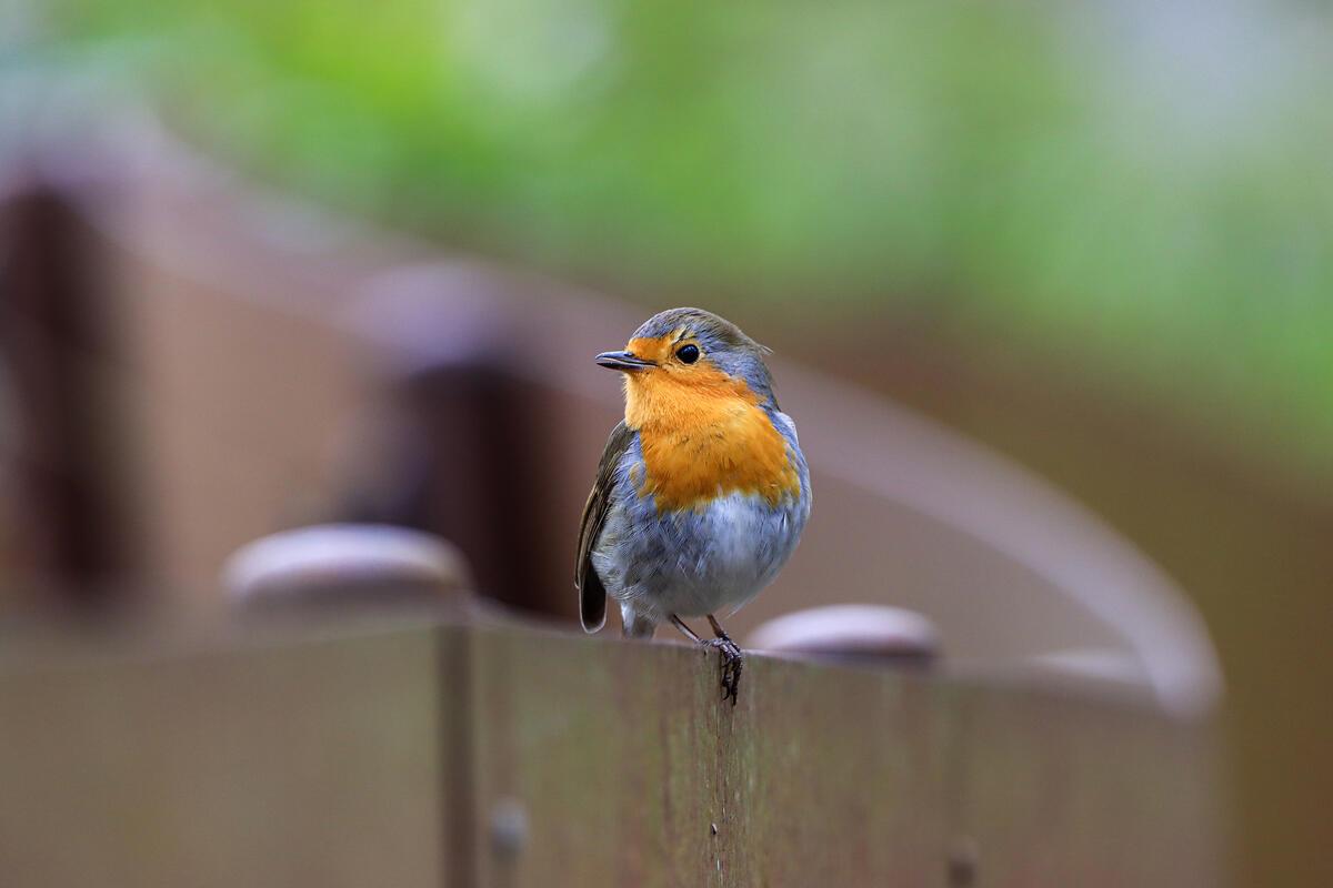 Ein Rotkehlchen ...  Von Natalie Politz aus Hildrizhausen.
