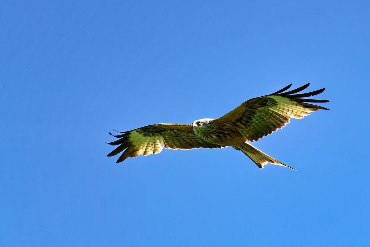 Ein Rotmilan (Milvus milvus), auch bekannt als Gabelweihe auf Erkundungsflug.  V...