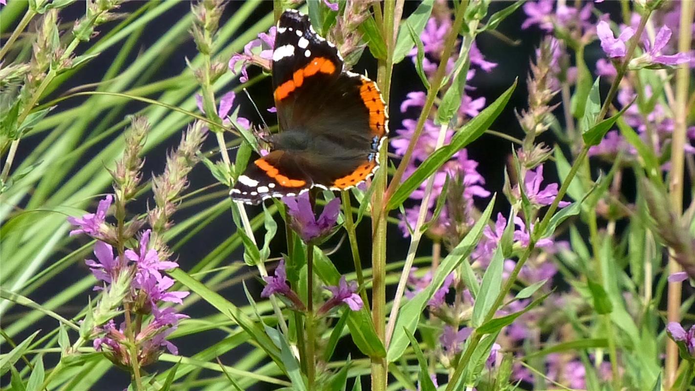 Ein Schmetterling genießt die Blüten im Garten von Claudia Weik (Wildberg).