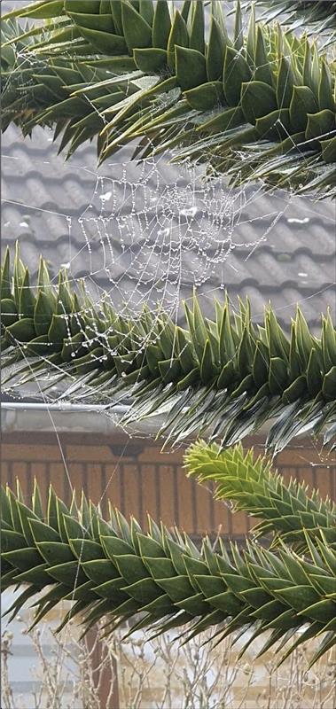 Ein Spinnennetz, in Szene gesetzt von Sabine Humm in Herrenberg.