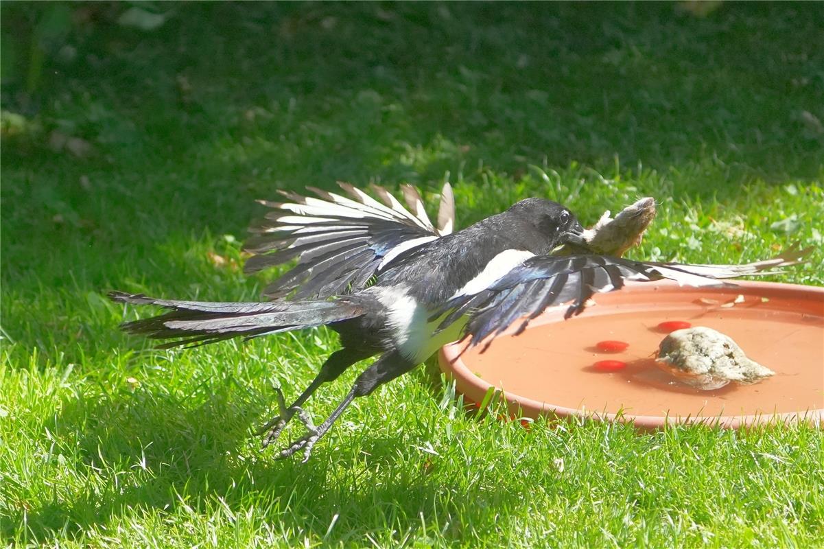 Ein Tandemflug ist nicht für jeden erfreulich.  Von Sieghard Gillich aus Bondorf...