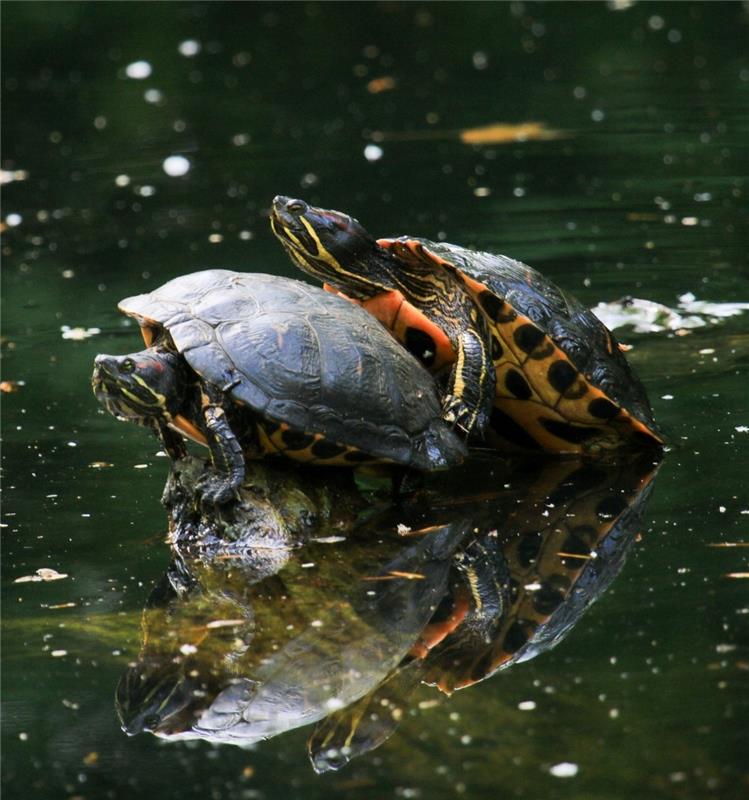 Ein Teich mit Schildkröten.  Von Natalie Politz aus Hildrizhausen.