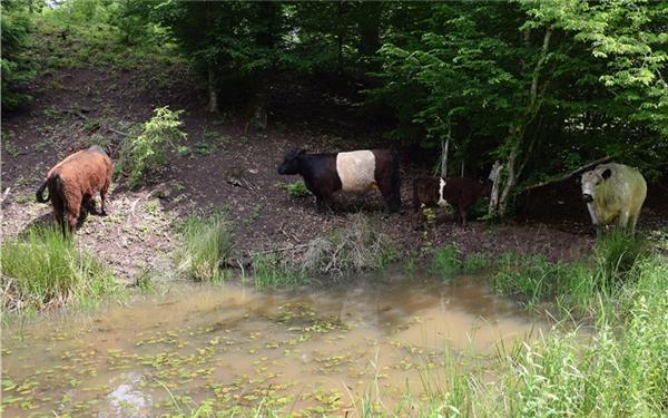 Ein Teil der Galloway-Rinderherde weidet auf der Waldweide im Herrenberger Stadtwald, wo auch der Schmetterling des Jahres 2025, die „Spanische Flagge“ anzutreffen ist, ebenso wie Kuh Lucy. GB-Fotos: Matthias Link