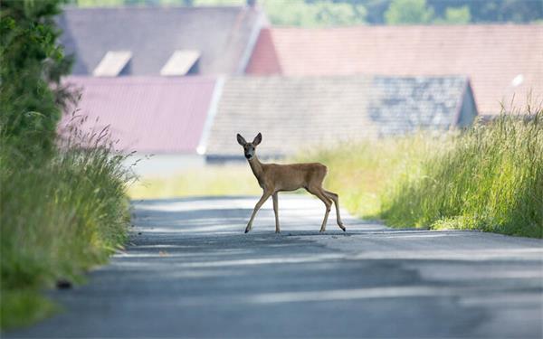 Ein Unfall mit einem Reh sorgte für einen Auffahrunfall des Kommandowagens. GB-Foto (Symbolbild): Offtopix – stock.adobe.com